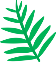 palm leaf illustration hand drawn style png