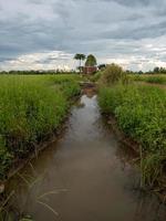 el pequeño canal para irrigación en el agricultura estación. foto