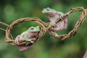 un Pareja de rana foto