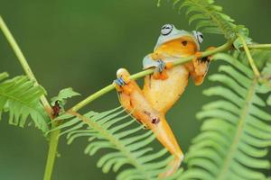 Green Frog at the Tree photo