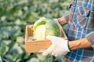 hombre granjero con Fresco verduras, repollo cosecha, natural selección, orgánico, cosecha estación, agrícola negocio dueño, joven inteligente enmarcado, sano estilo de vida, granja y jardín directo, no tóxico foto