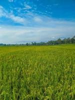 Indonesian traditional rice farming landscape. Indonesian rice fields. Rice fields and blue sky in Indonesia. photo