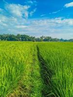 Indonesian traditional rice farming landscape. Indonesian rice fields. Rice fields and blue sky in Indonesia. photo