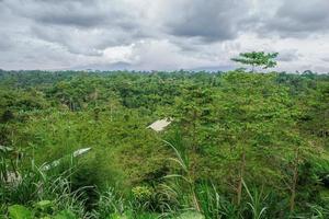 Daytime view of the jungle and sky photo