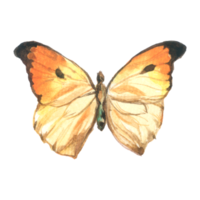 farfalla acquerello insetto mano dipinto png