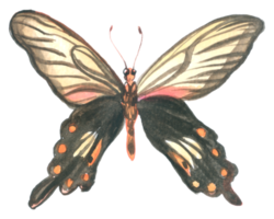 papillon aquarelle insecte peint à la main png