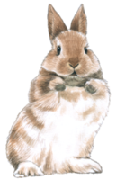 lapin réaliste aquarelle main peint png