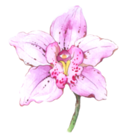 orchidée aquarelle élément été fleur épanouissement png