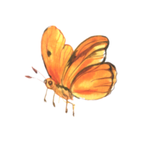 papillon aquarelle insecte peint à la main png