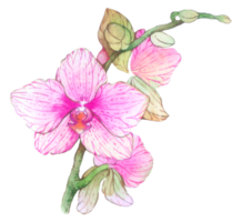 Orchid watercolor element summer flower blooming png