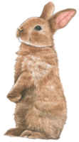 lapin réaliste aquarelle main peint png