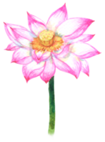 lotus aquarelle élément, rose fleur botanique png