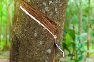 látex natural para goteo de un árbol de caucho en una plantación de árboles de caucho foto