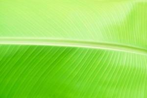 Banana leaves, the leaves of the banana tree green textured abstract photo