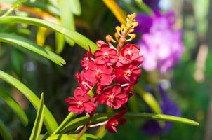 red color orchids flower close up under natural lighting outdoor are orchids blooming in the garden photo