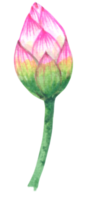 Lotus Aquarell Element, Rosa Blume botanisch png