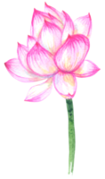 lotus vattenfärg element, rosa blomma botanisk png