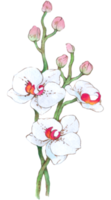 orchidée aquarelle élément été fleur épanouissement png