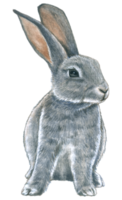 lapin réaliste aquarelle main peint png