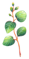 eucalipto aguarela elemento, folhagem vegetação folha png