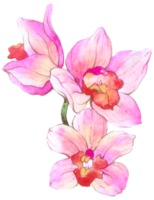 orquídea aguarela elemento verão flor florescendo png