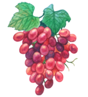 uva aguarela elemento fruta mão pintado png