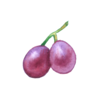 uva aguarela elemento fruta mão pintado png