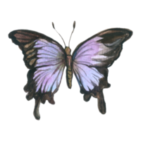 papillon aquarelle insecte peint à la main png