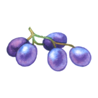 Grape watercolor element fruit hand painted png