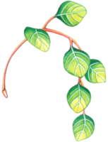 eukalyptus vattenfärg element, lövverk grönska blad png