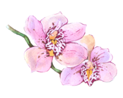 orkide vattenfärg element sommar blomma blomning png