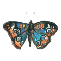 mariposa acuarela insecto pintado a mano png
