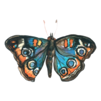 mariposa acuarela insecto pintado a mano png