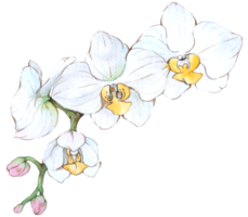 orquídea aguarela elemento verão flor florescendo png