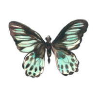 Butterfly watercolor insect hand painted png
