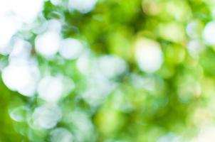 Abstract nature green bokeh from tree background,for background photo