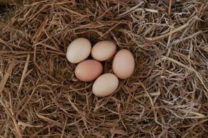 Fresh chicken eggs with nest,A pile of brown eggs in a nest at farm photo