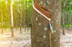 Natural latex para dripping from a rubber tree at a rubber tree plantation photo