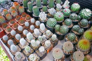 Cactus small there are many varieties in a pot. Placed in many small pots photo