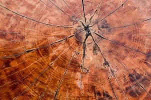 anillos de árboles fondo de textura de madera vieja, anillo anual de sección transversal, fondo de naturaleza foto