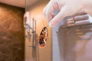 cucaracha de mano con fondo de baño, eliminar cucarachas en casa, cucarachas como portadoras de enfermedades foto