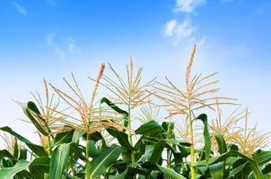 campo de maíz en un día claro, árbol de maíz con cielo azul nublado foto