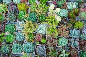 Cactus small there are many varieties in a pot. Placed in many small pots photo