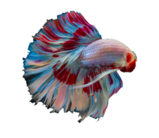 hermosa Betta pescado en transparente antecedentes png