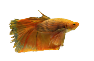 beautiful betta fish on transparent background png