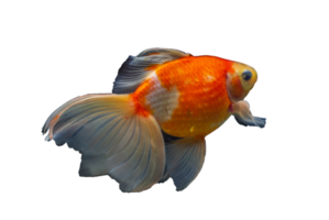 beautiful goldfish on transparent background png