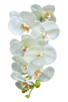 bianca orchidea fiore su trasparente sfondo png