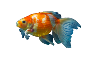 magnifique poisson rouge sur transparent Contexte png