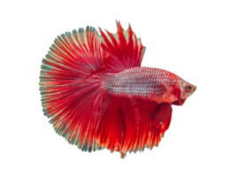 lindo betta peixe em transparente fundo png