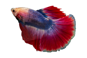 beautiful betta fish on transparent background png